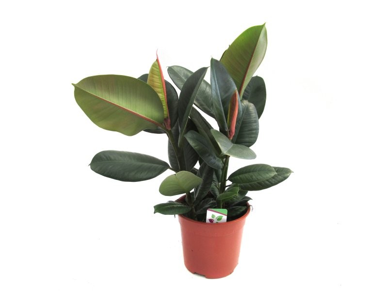 FICUS ROBUSTA, 3 plantes M22-120cm.
