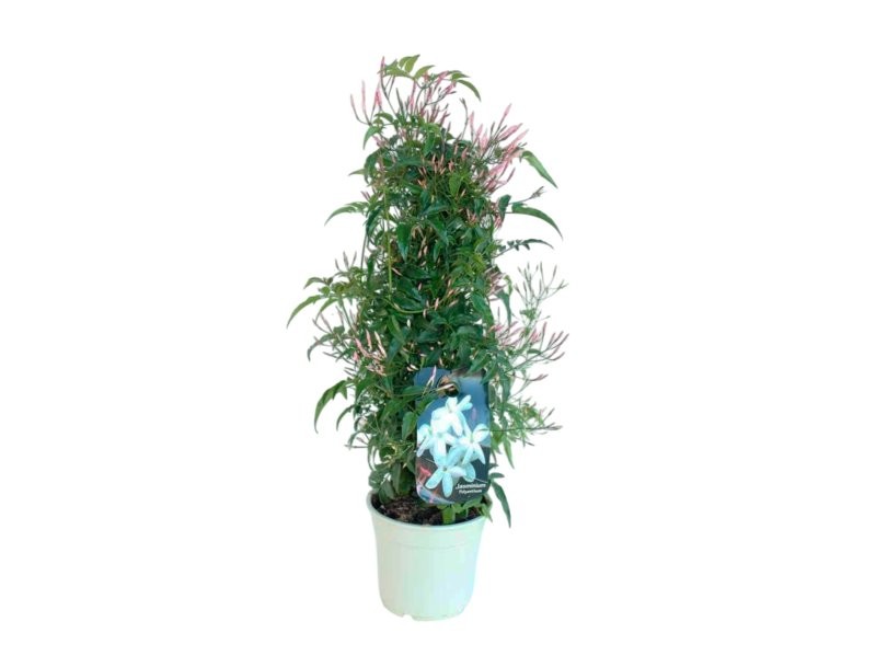 JASMINUM POLYANTHUM M14 H50 TRIPODE