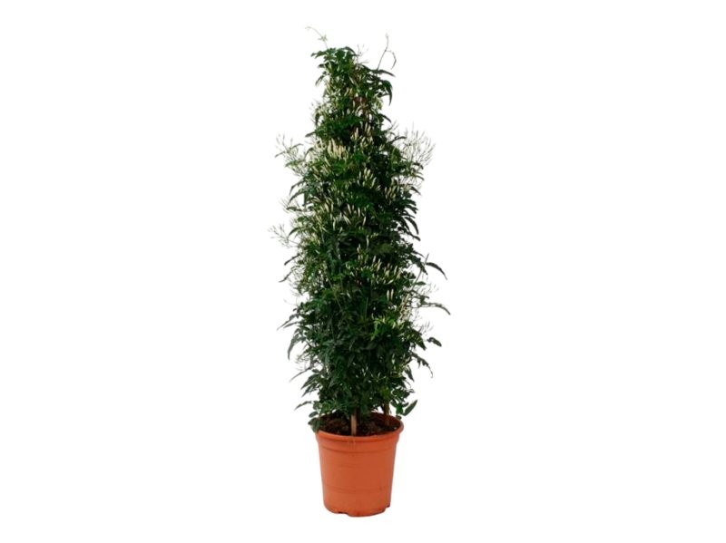 JASMINUM POLYANTHUM M20 - Piramide 90cm