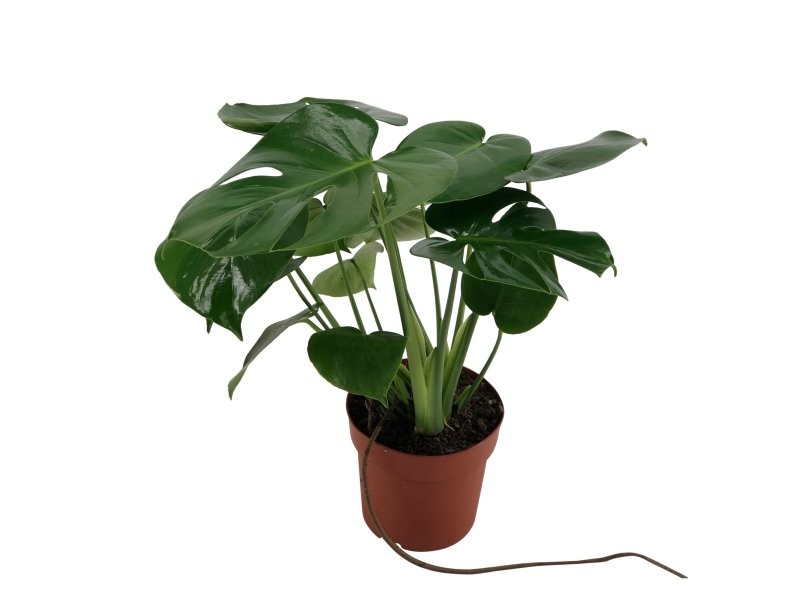 MONSTERA DELICIOSA  M14 Sr