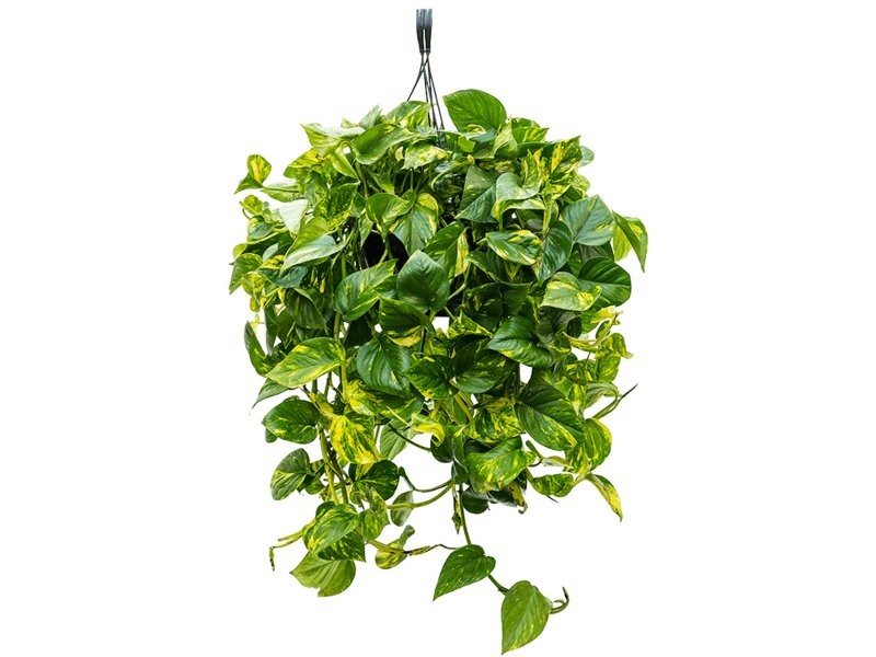 POTHOS  M30 PENJAR