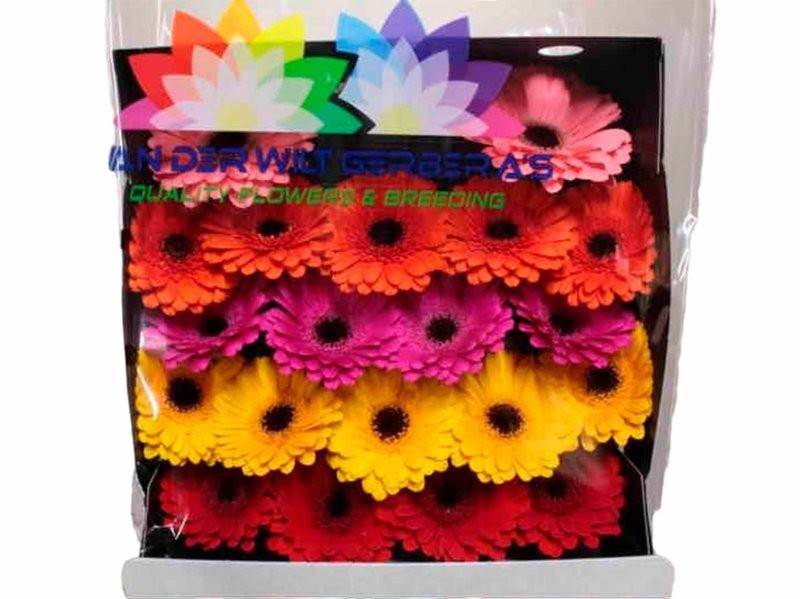 FLOR, GERMINI Ho. X 20 tiges.