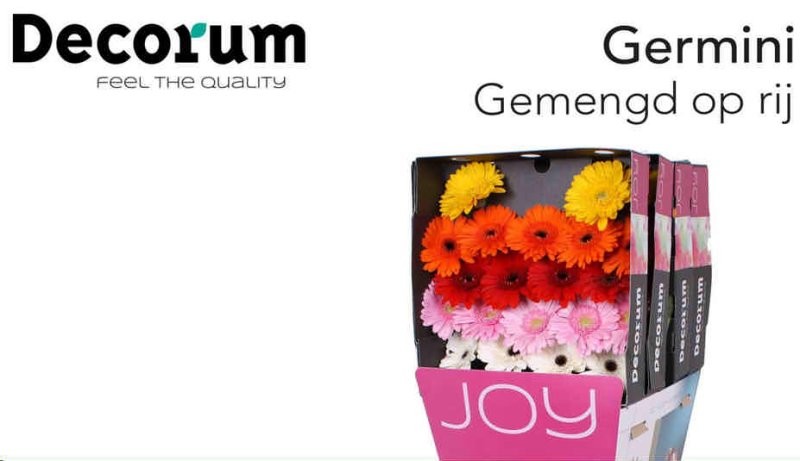 FLOR, GERBERA HO. RAQUETA x15 tiges.