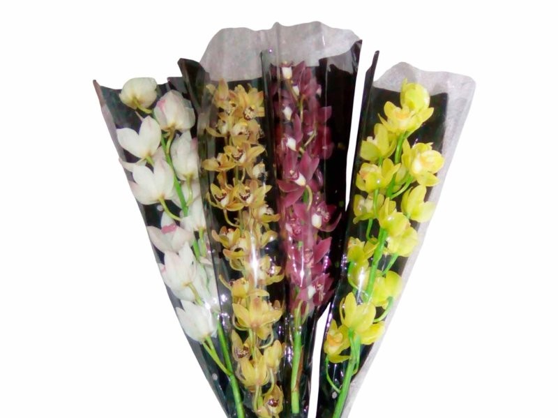 FLOR, CYMBIDIUM  80cm.preu per vara