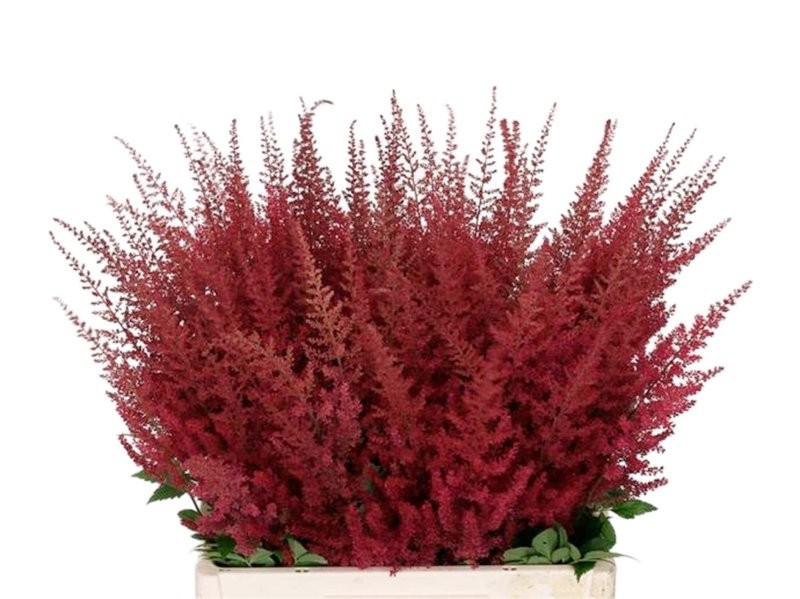 FLOR, ASTILBE PAUL GAARDER 65cm. x10 vermell.