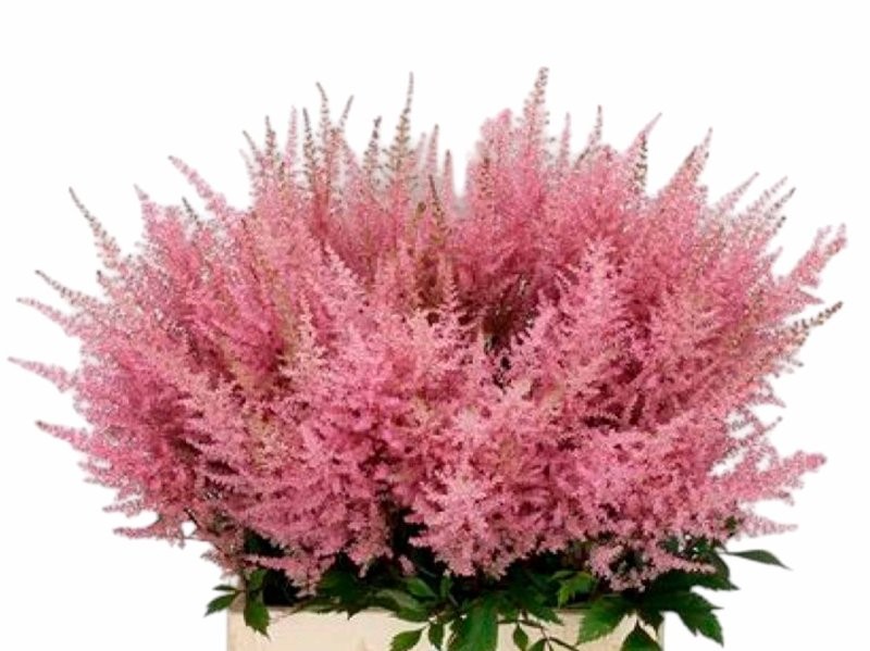 FLOR, ASTILBE AR ERIKA 70cm. x10 rosa