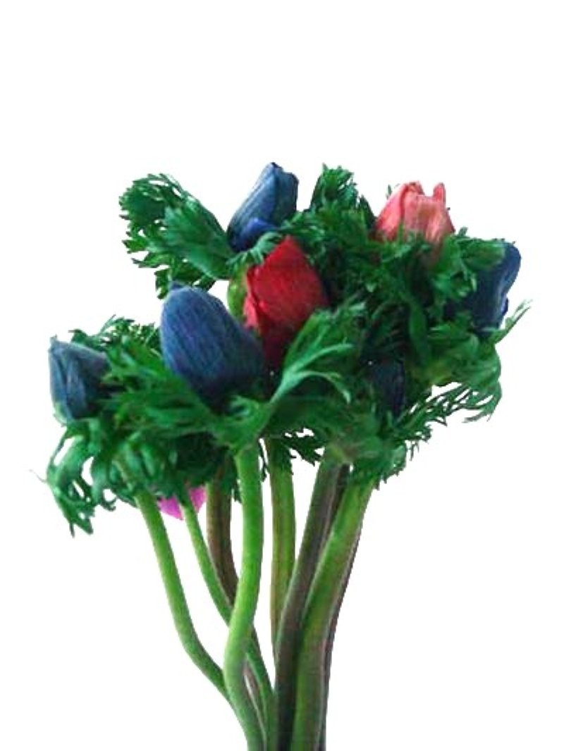 FLOR, ANEMONAS paq. x10