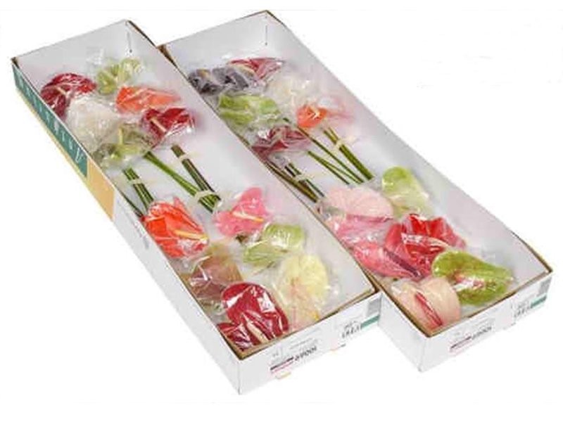 FLOR, ANTHURIUM MIX caixa x12