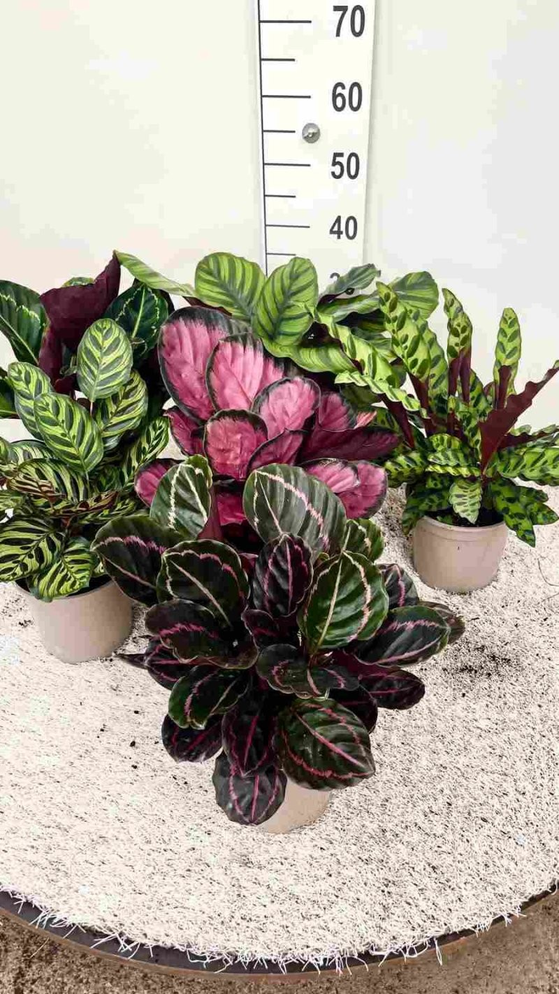 CALATHEA  M17  MIX Sr.