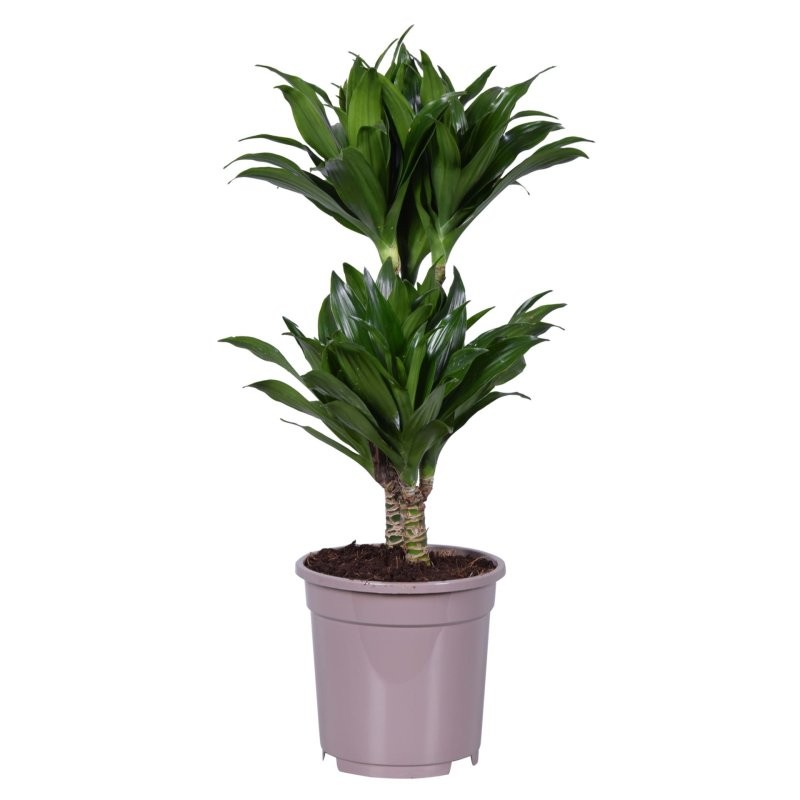 DRACAENA COMPACTA   45.15 M17 