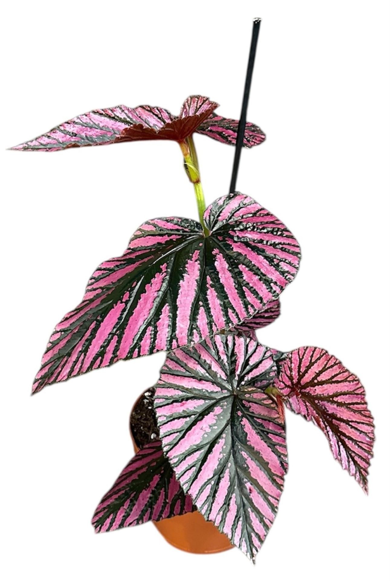 BEGONIA BREVIRIMOSA M17 H50