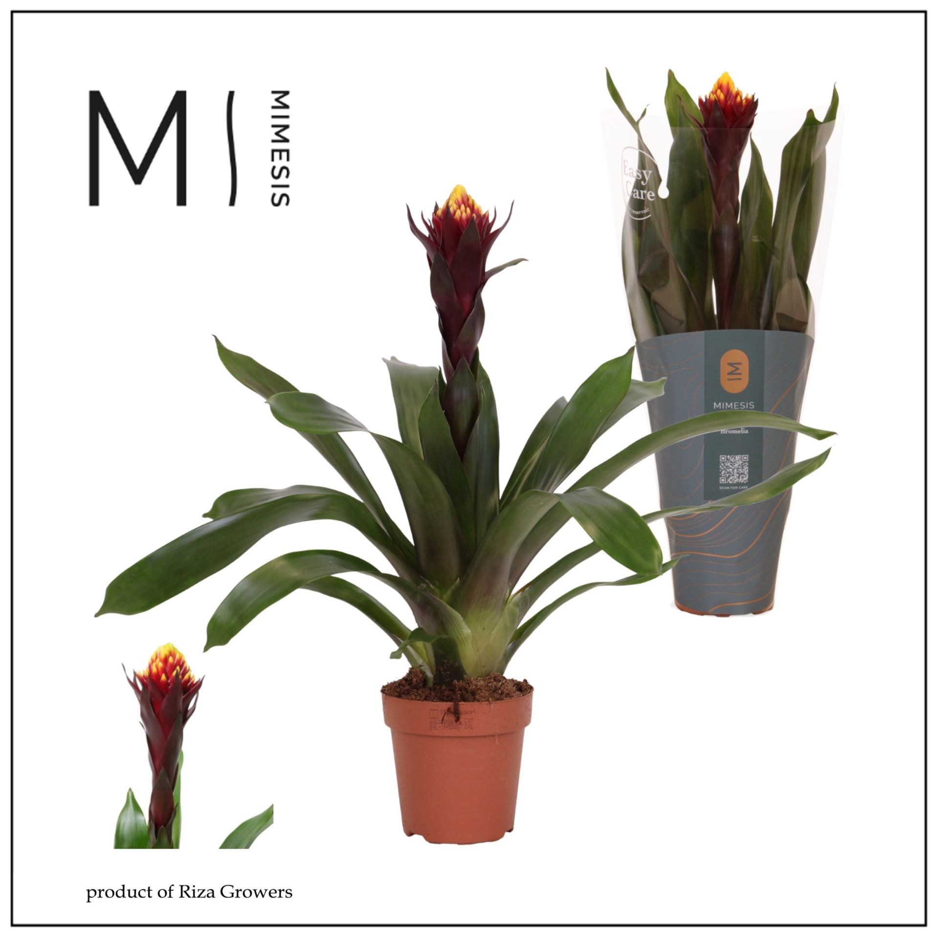 GUZMANIA  AKABAR M12