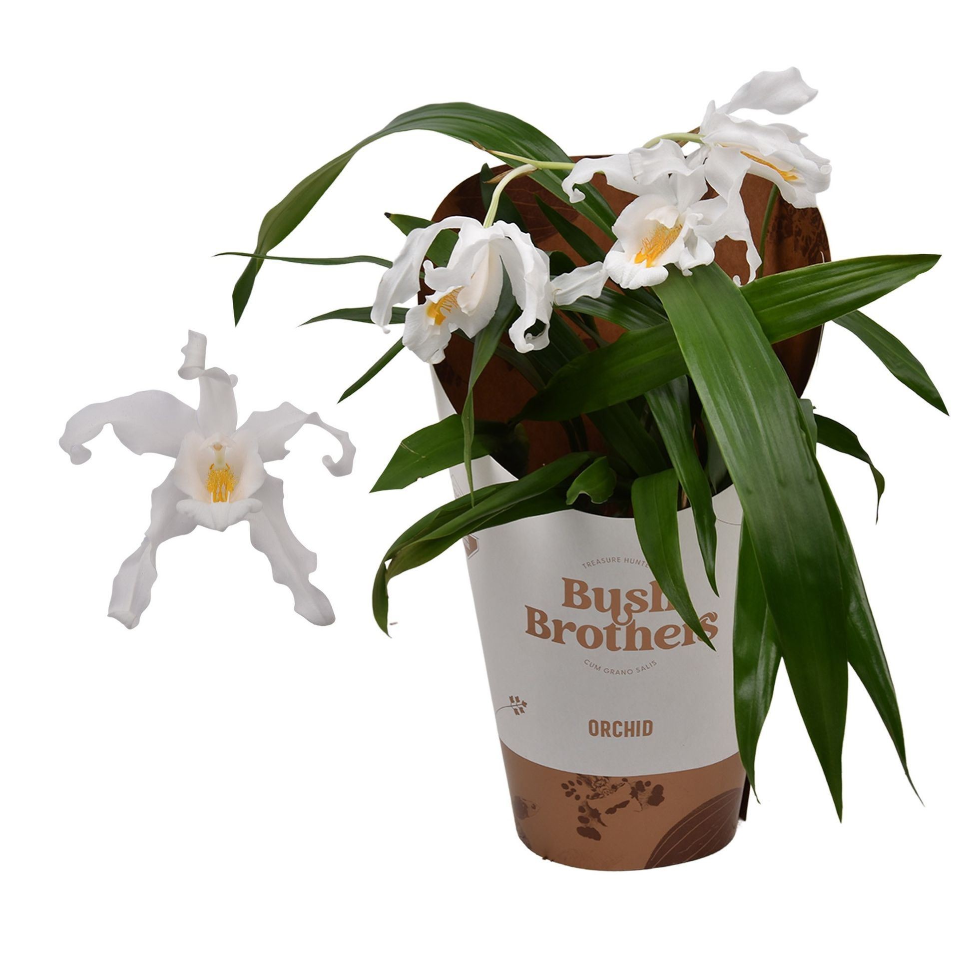 COELOGYNE CRISTATA  M12 H20 1 tallo (Orquidea)
