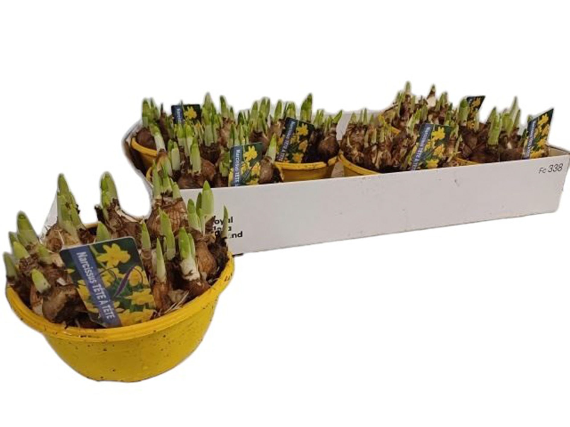 NARCISUS  Tarrina M16 tete à tete