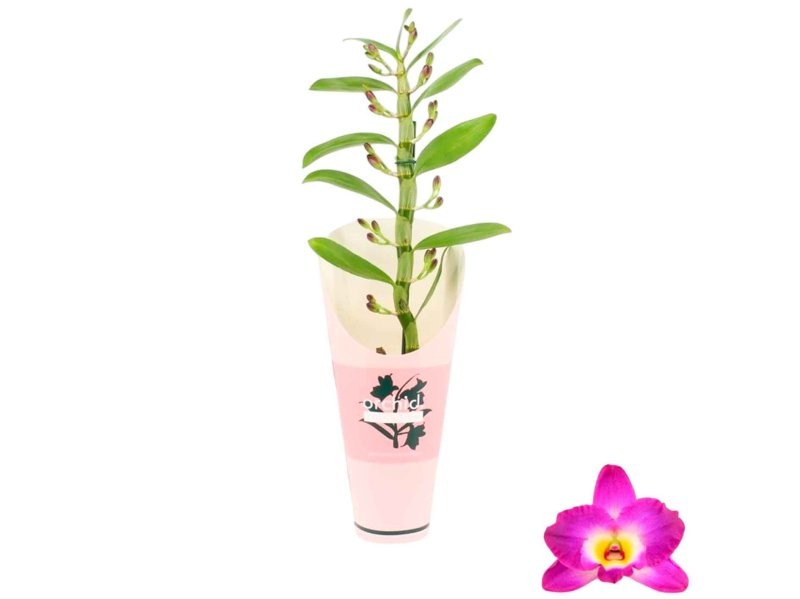 DENDROBIUM  M12- 50cm. nobile 1-vara LILA
