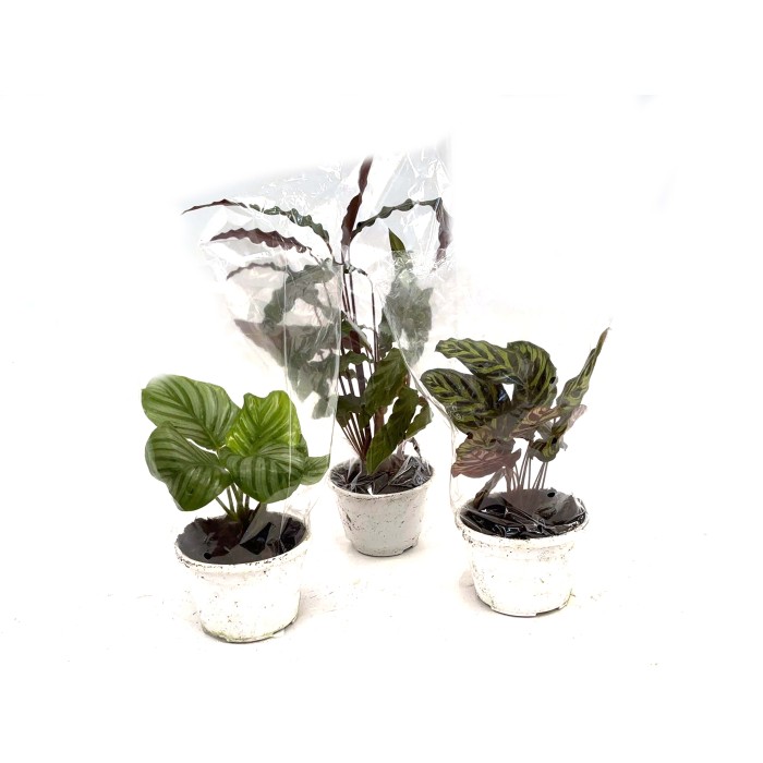 CALATHEA  M15  MIX Sr.