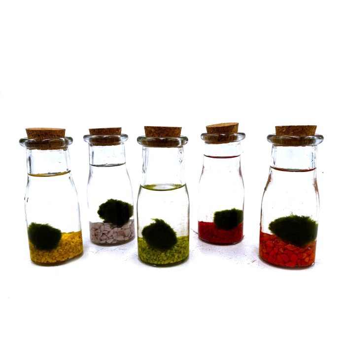 TERRARI  MARIMO D 6 H14