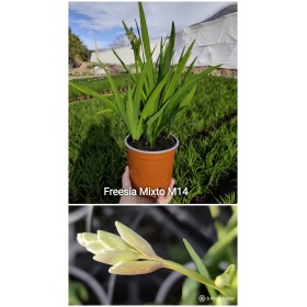 FRESSIA MIX   M14