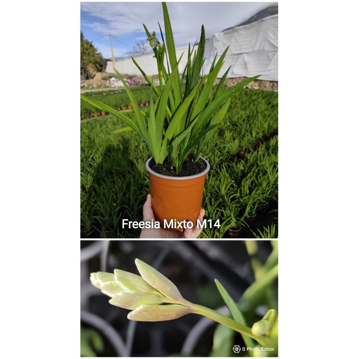 FRESSIA MIX   M14