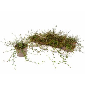 MUEHLENBECKIA COMPLEXA M13