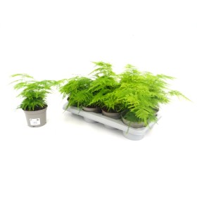 ASPARAGUS PLUMOSUS M13
