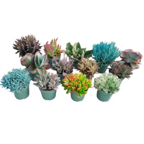 SUCCULENTES MIX M19 Western Desert