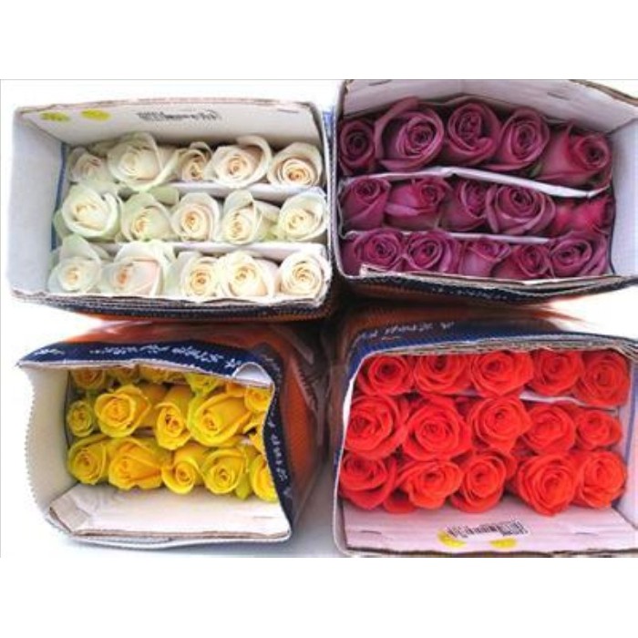 ROSA ECUADOR,  50cm. x25 COLORS