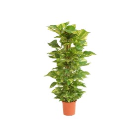 POTHOS  TUTOR M22-130cm. Sr.