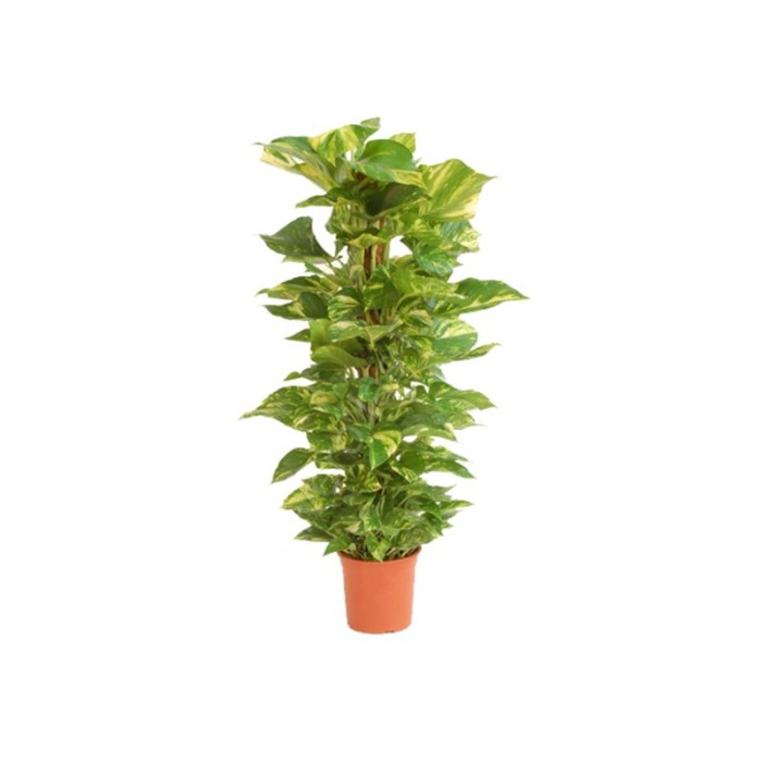 POTHOS  TUTOR M22-130cm. Sr.