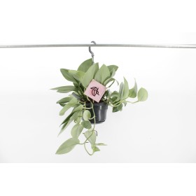 POTHOS  M14 TREUBII MOONLIGHT penjar