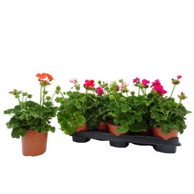 PELARGONIUM ZONALE M13