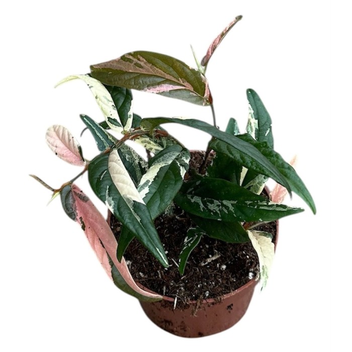 FICUS SAGITATA M 9 Variegata Pink