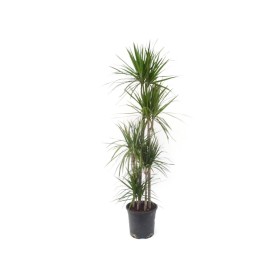 DRACAENA MARGINATA  M25  120.90.60.30.15 H180cm.
