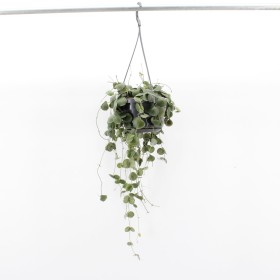 DISCHIDIA PECTENOIDES  M14 PENJAR