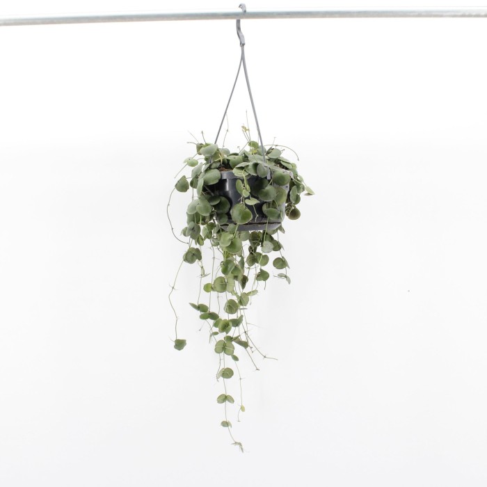 DISCHIDIA PECTENOIDES  M14 PENJAR