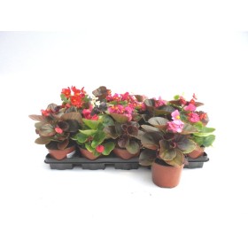 BEGONIA SEMPERFLORENS M11