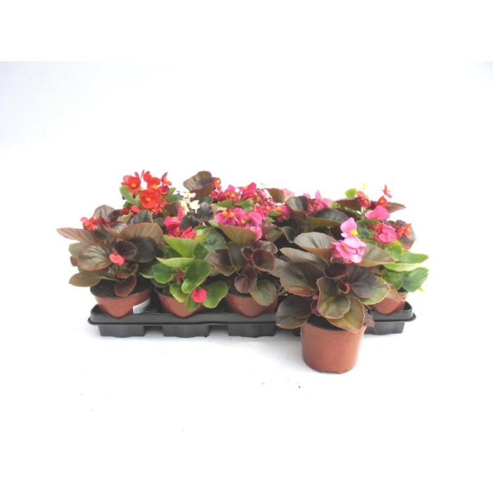 BEGONIA SEMPERFLORENS M11