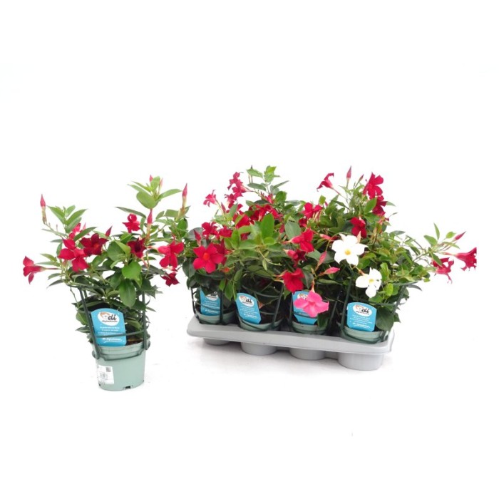 DIPLADENIA ARBUSTIVA M13 