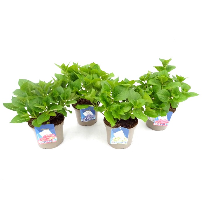 HORTENSIA  M19 - BADA COLLECTION