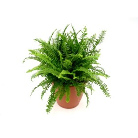 NEPHROLEPIS CORDIFOLIA M40