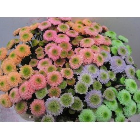 FLOR, CHRISANTHEM TINTED MIX x25 tiges.