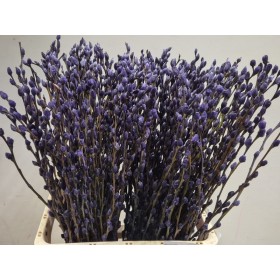 VERDS, GATELL 70cm. tenyit colors.