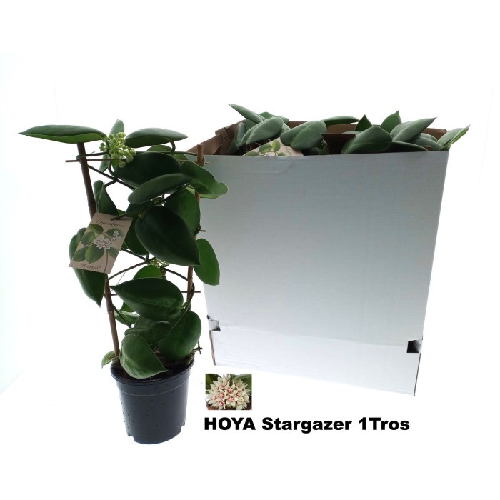 HOYA STARGAZER  M17 H65cm 2-3 racimos