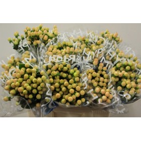 FLOR, HYPERICUM COCO GELATO 60cm. x10 tig vermell