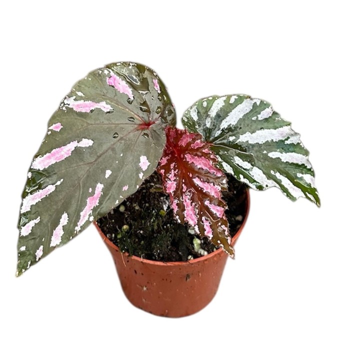 BEGONIA BREVIRIMOSA M 8 H12