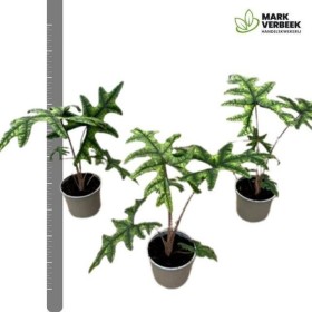 ALOCASIA  M14 SUMATRA