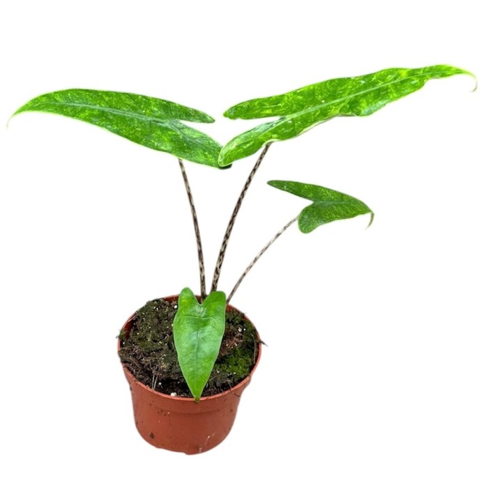 ALOCASIA  M11 RETICULATA