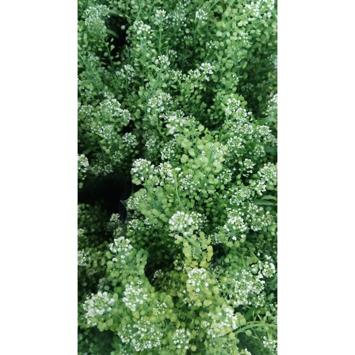 FLOR, THLASPI GREENBELL 70cm. x 5 tiges.