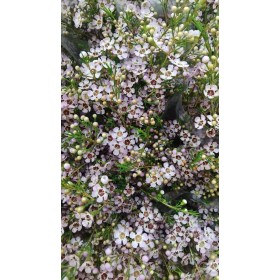 FLOR, FLOR DE CERA  60cm x5 tiges.