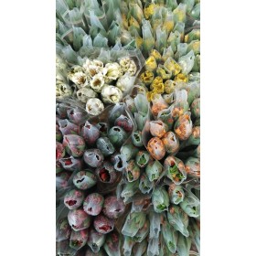 FLOR, ALSTROEMERIA (selec) paq. x10 tg